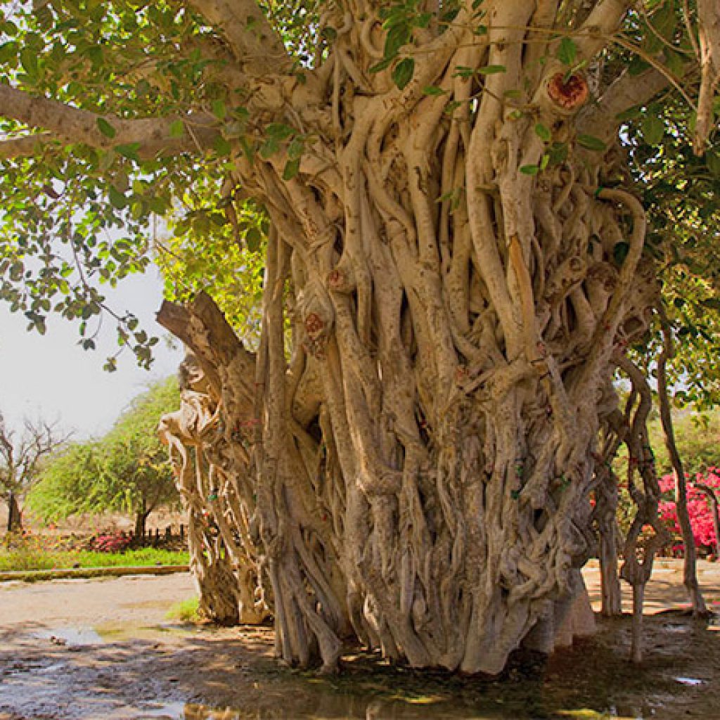 مجموعه درخت سبز کیش