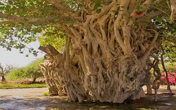 مجموعه درخت سبز کیش