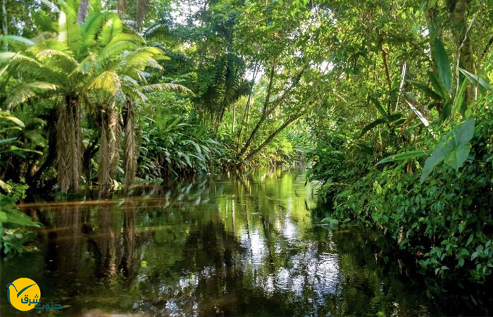 جنگل آمازون و پارک های ملی برزیل
