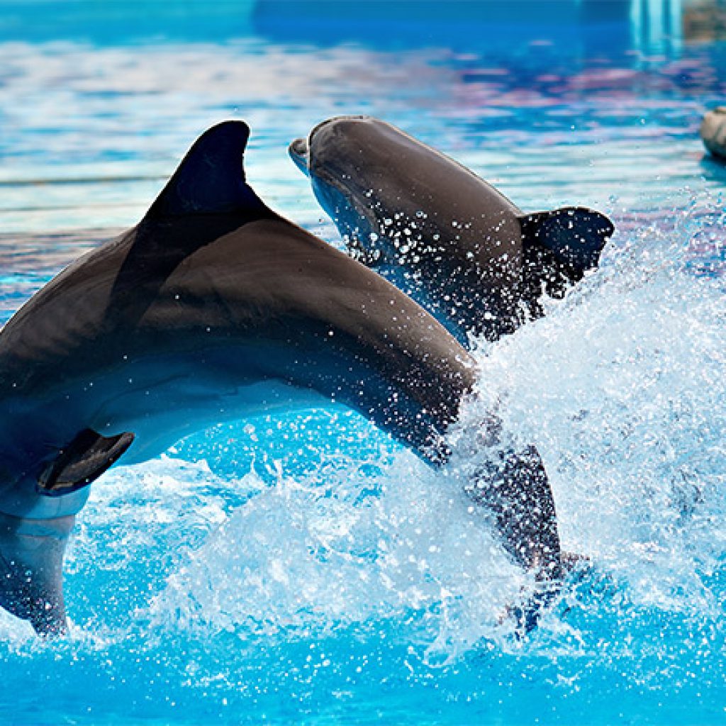 مجموعه پارک دلفین‌ کیش