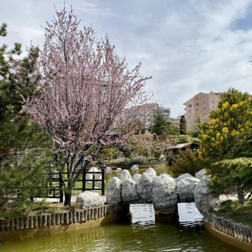 باغ کیوتوی ژاپن