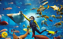 آکواریوم دبی