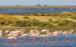 پارک کامارگو فرانسه